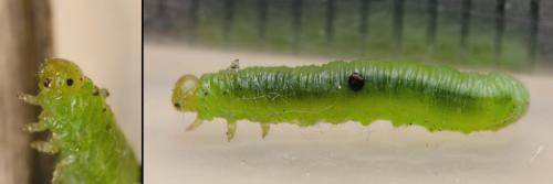 Pristiphora rufipes